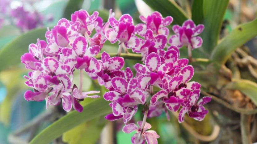 Singapore Gardens by the Bay Orchids