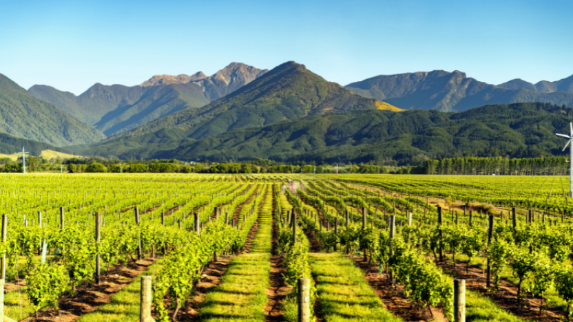 Marlborough Vineyards, New Zealand