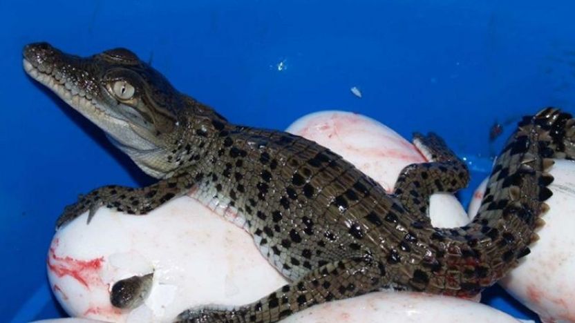 Koorana Crocodile Farm