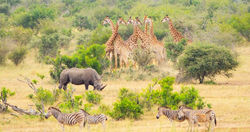 Kruger National Park, South Africa