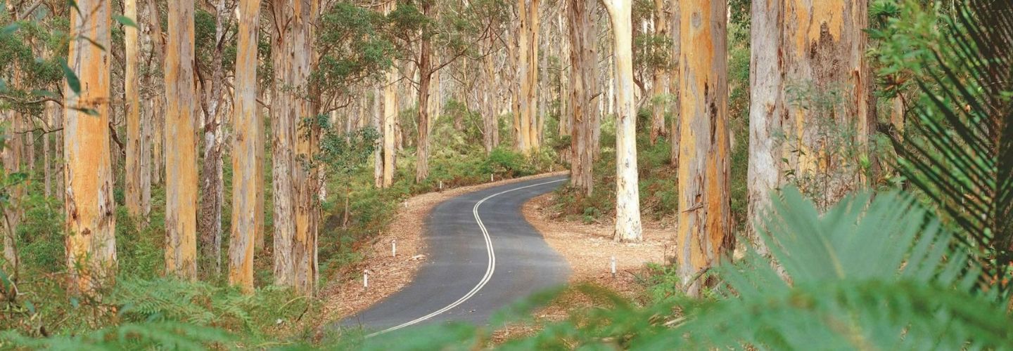 Karri trees, Margaret River.  Image:  Tourism WA