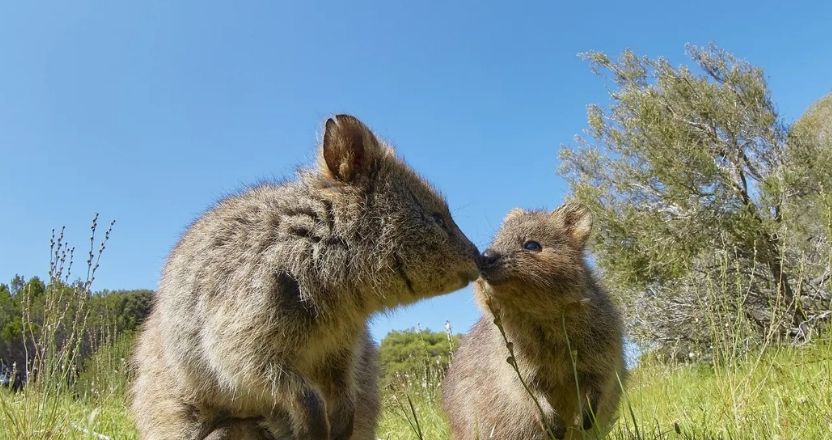 Rottnest Island Quokkas