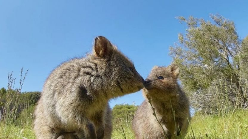 Rottnest Island Quokkas