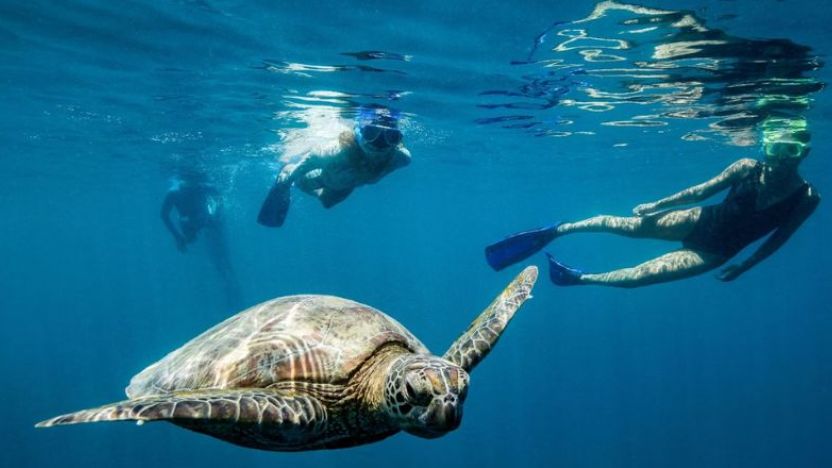 Whitsundays snorkelling