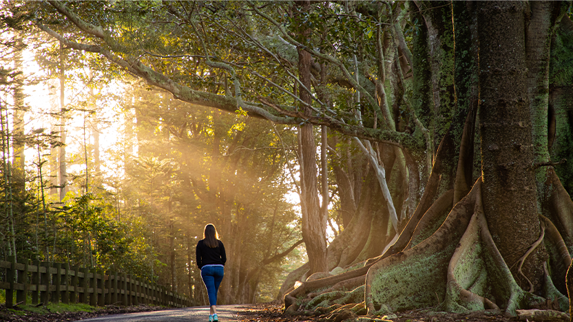 Moreton Bay Fig Trees Norfolk Island, Australia