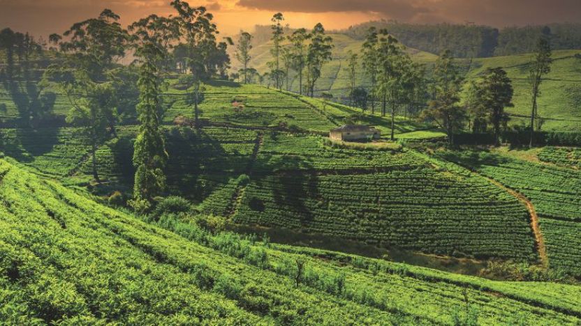 Tea Plantation, Nuwara Eliya